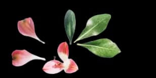 image of a flower